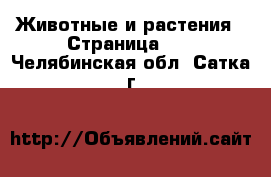  Животные и растения - Страница 14 . Челябинская обл.,Сатка г.